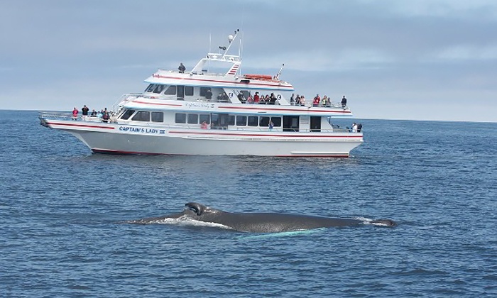 Are You Interested in a Congregational Fall Whale Watching Outing? 