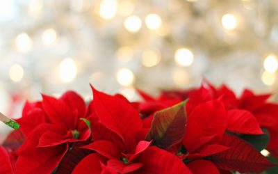 Order your Christmas poinsettias in memory or in celebration of friends or loved ones