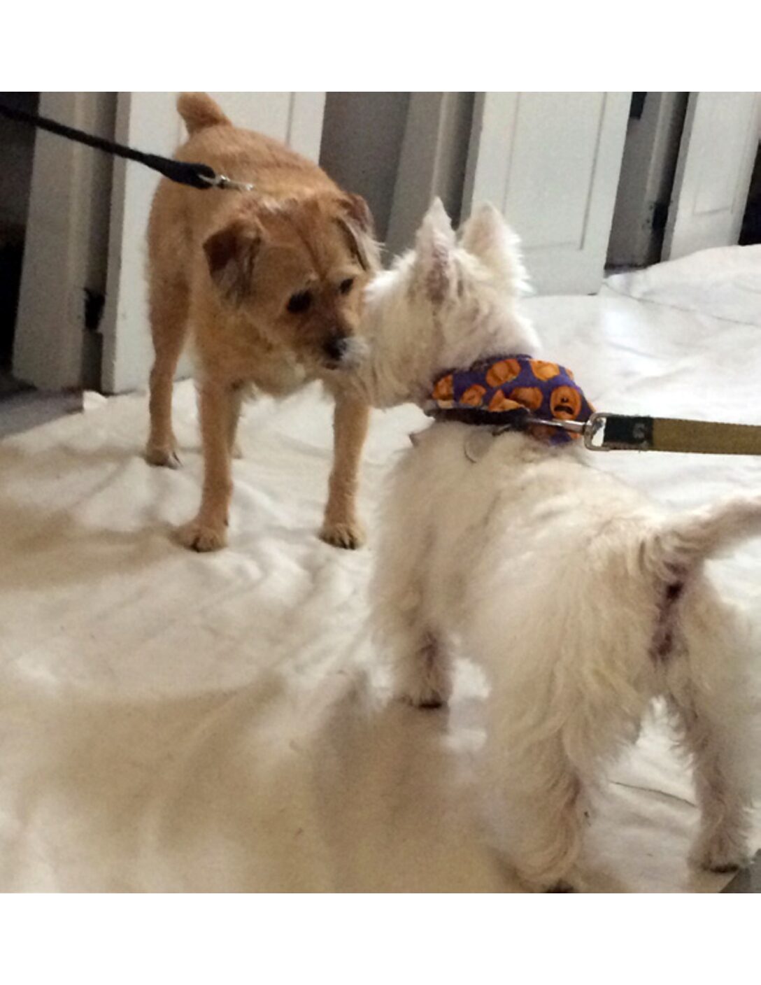 The Steeple, October 20, 2021