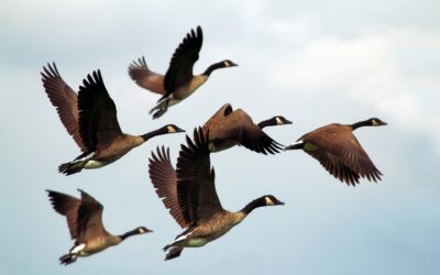 The Steeple, October 6