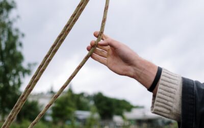 The Steeple Newsletter