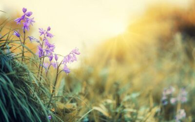 The Steeple Newsletter, May 18, 2022