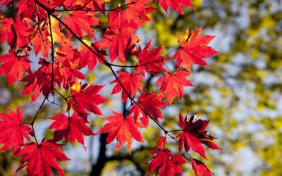 The Steeple Newsletter