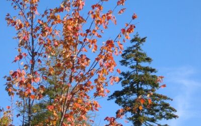 The Steeple Newsletter