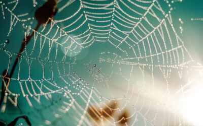 The Steeple Newsletter